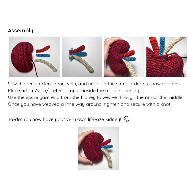 anatomical crochet kidney free pattern