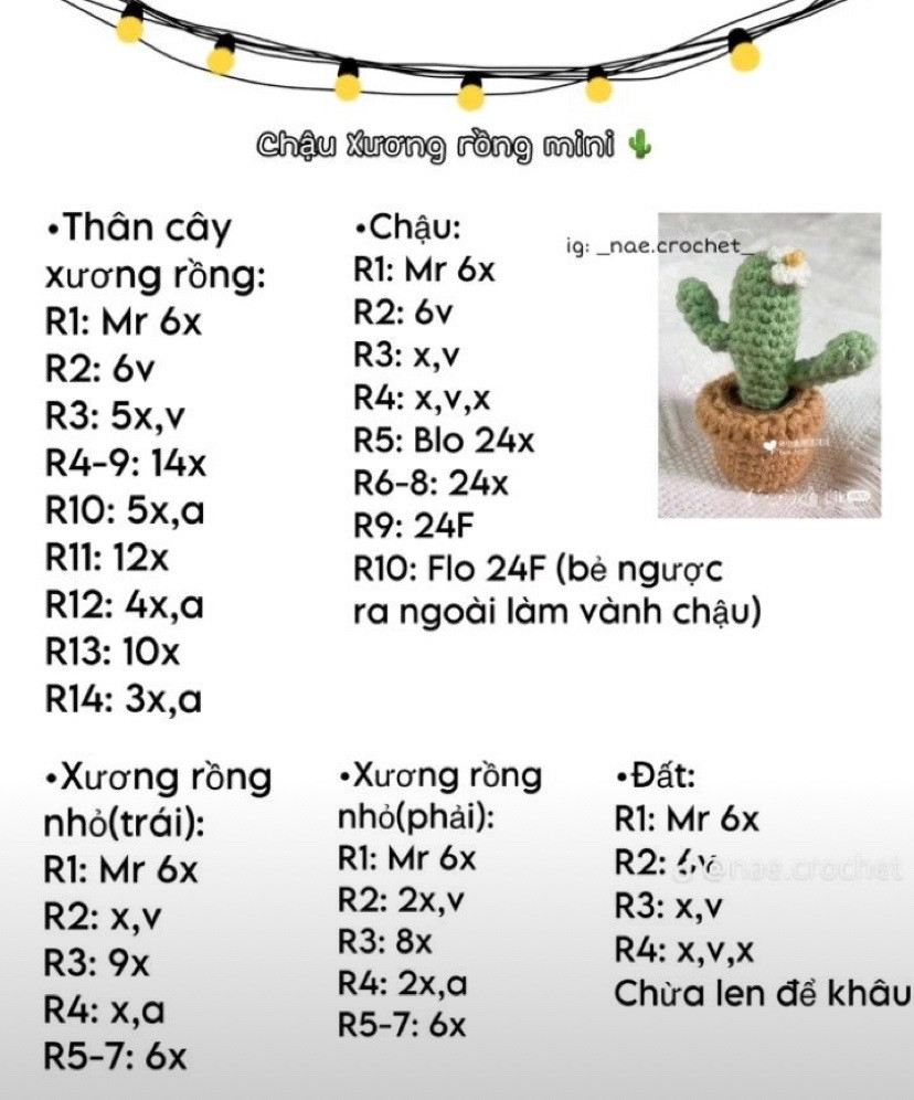 chậu xương rồng mini