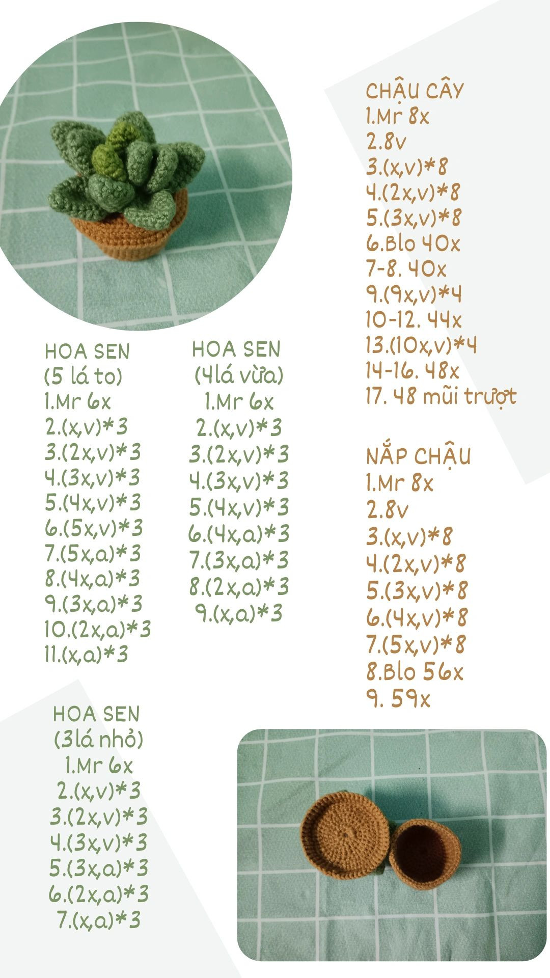 Chart móc chậu cây hoa sen