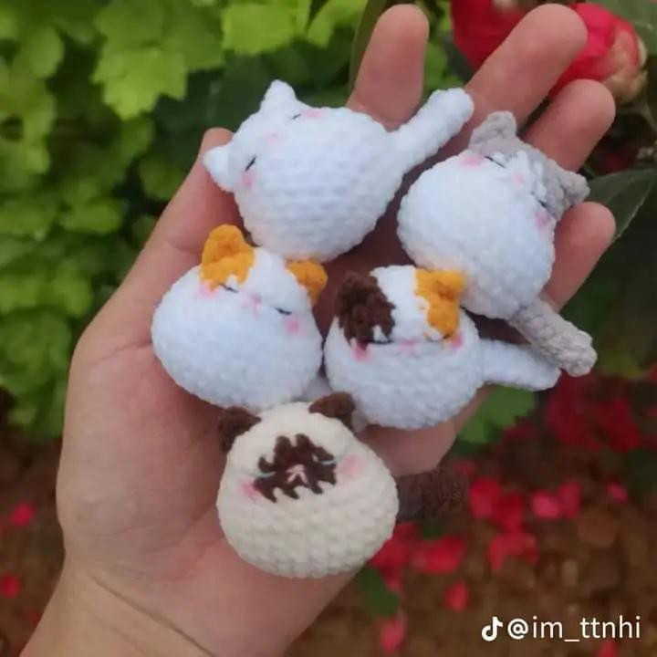 Bánh cá, mèo tam thể, bé mèo mini