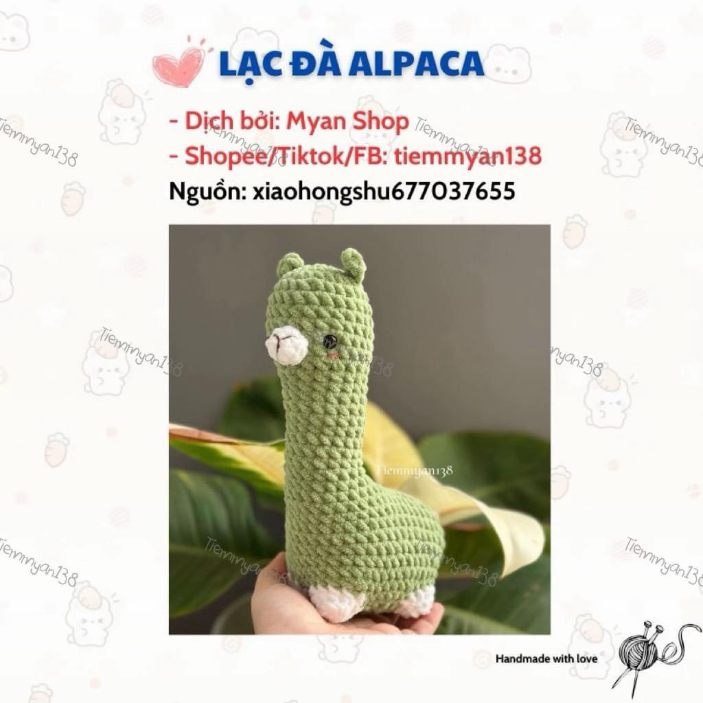 Chart lạc đà Alpaca xanh, mõm trắng.