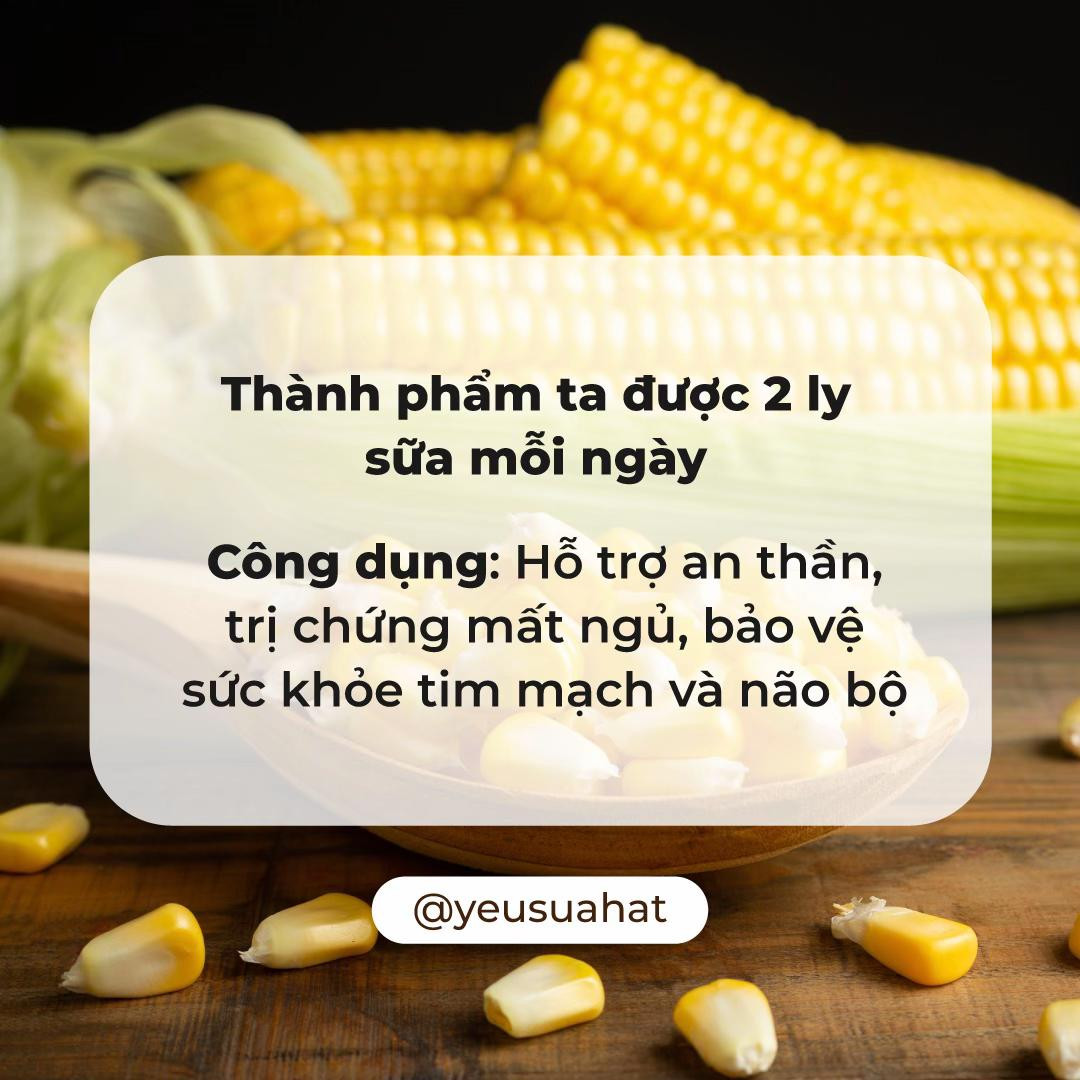 Cách nấu sữa hạt sen hạt bí và bắp nếp