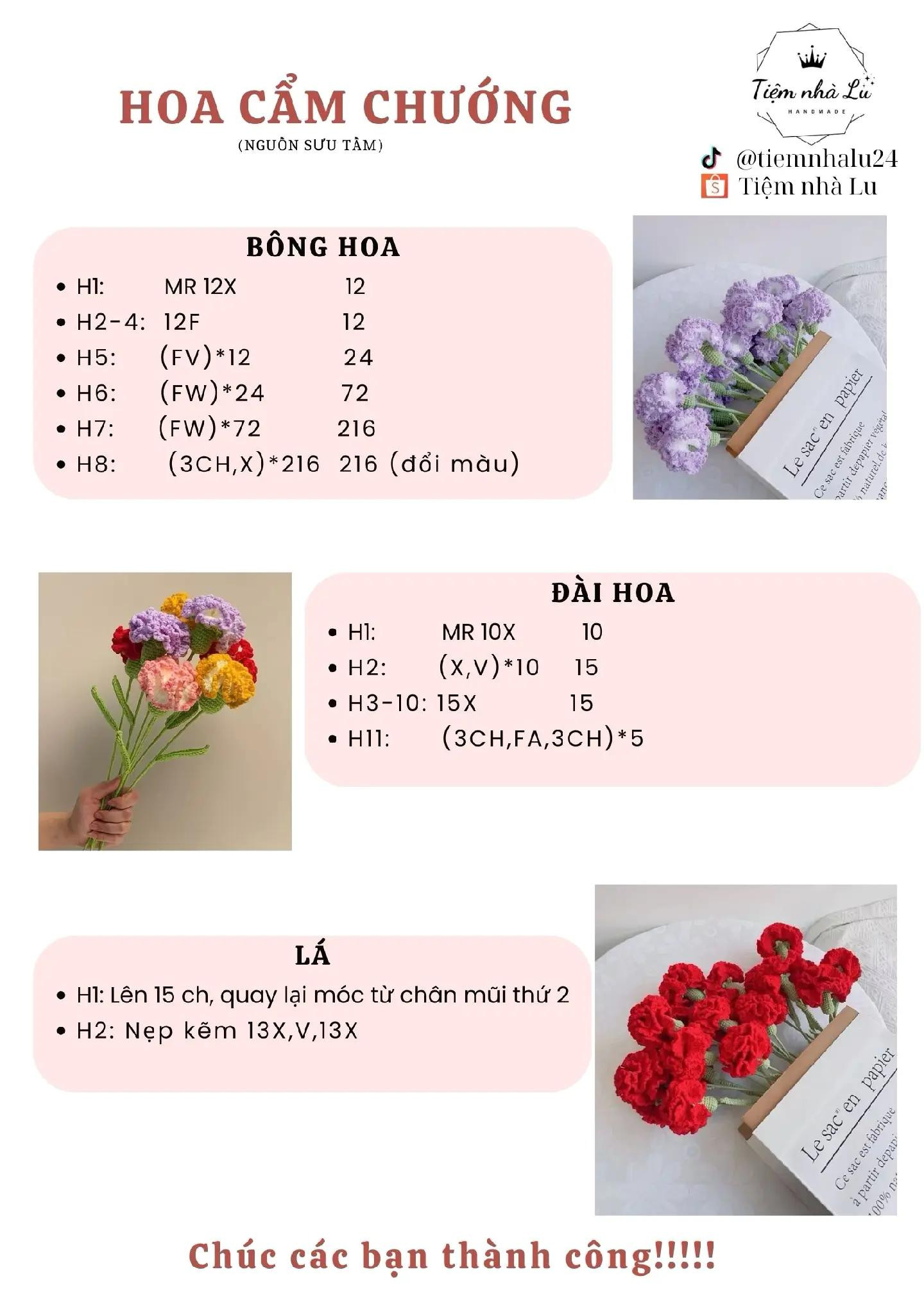 Chart hoa cẩm chướng