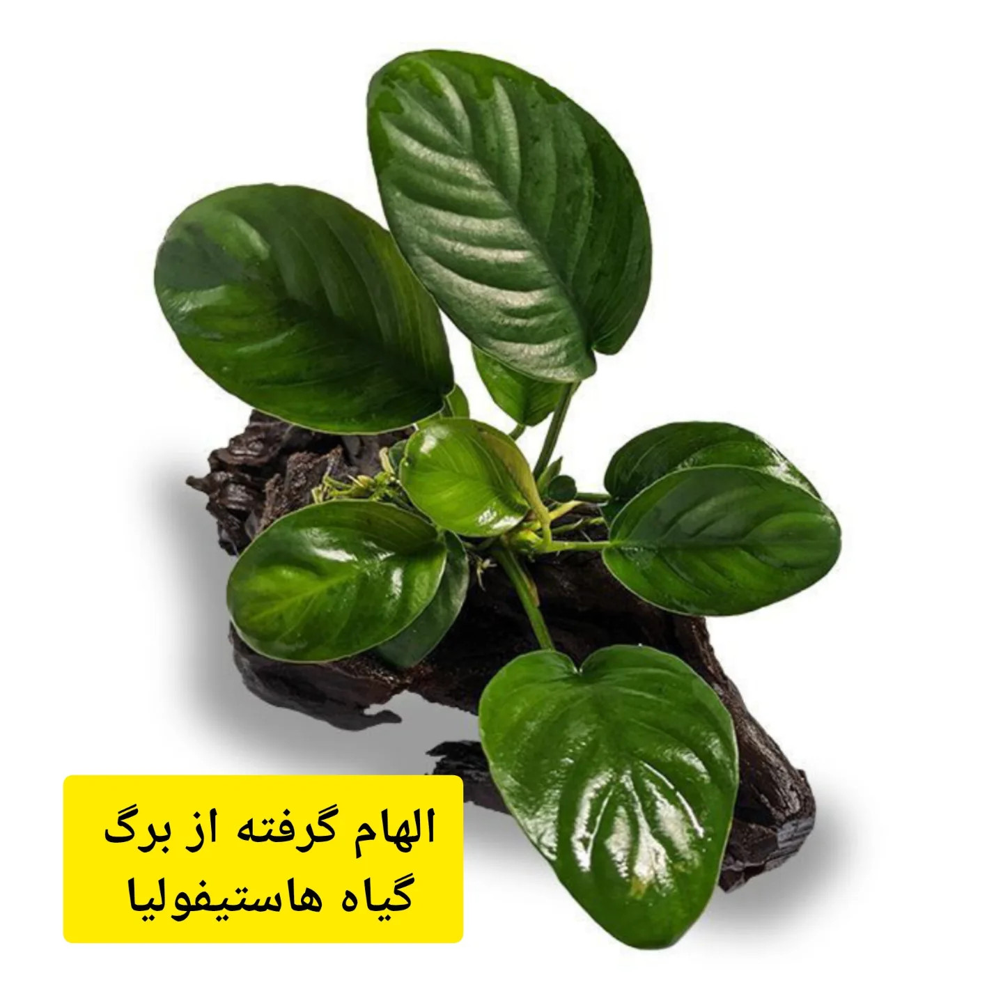 آموزش رایگان بافت برگ