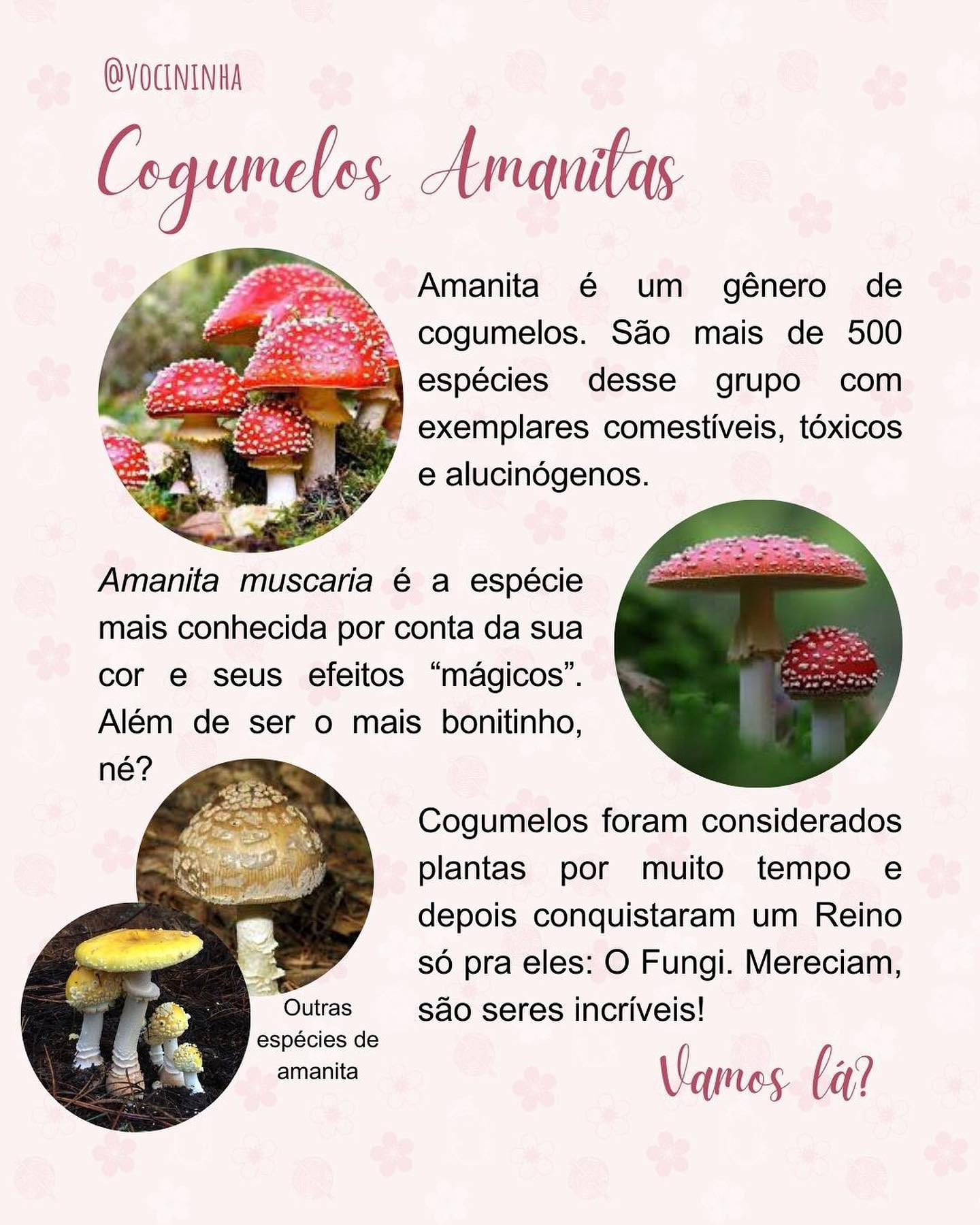 Cogumelo Amanita: Grátis Padrão de Crochê