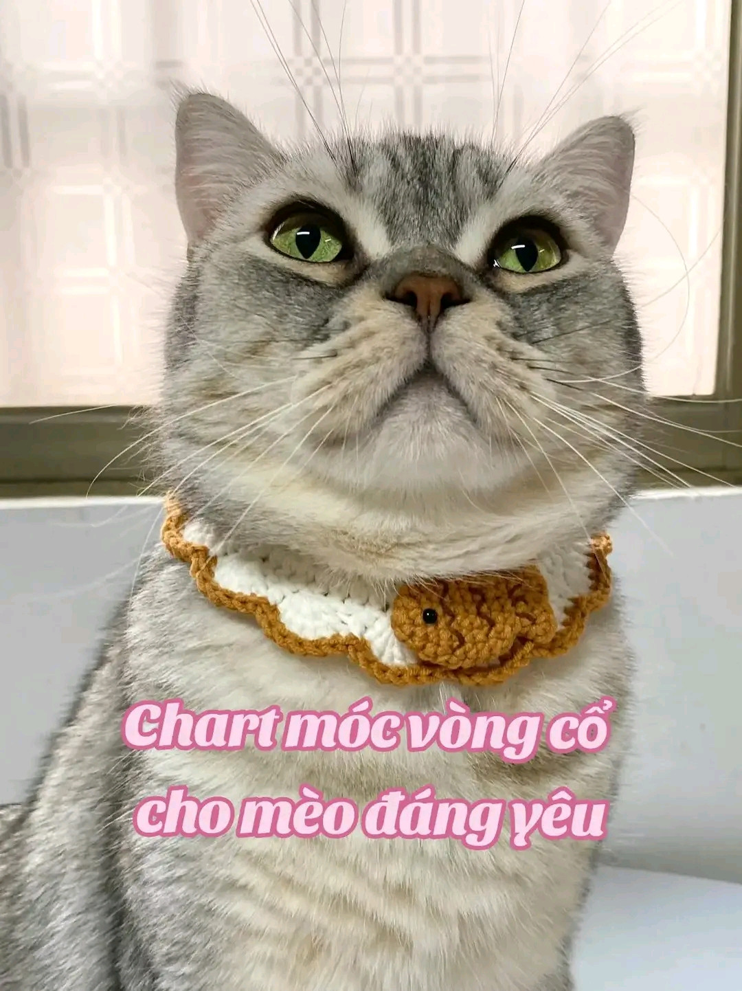 chart móc cổ áo cho mèo