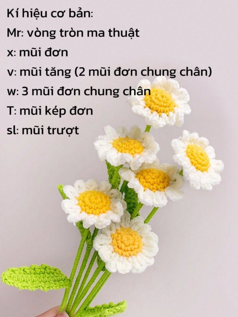 Chart móc cúc họa mi (daisy)