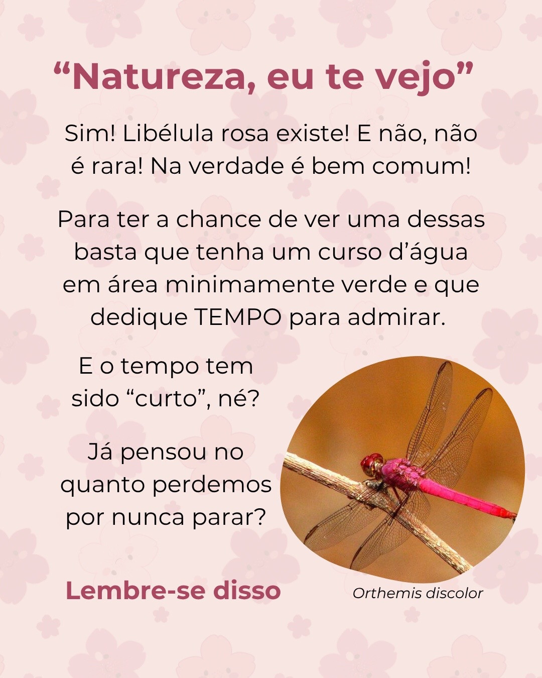 Receita Grátis de Libélula de Crochê: Guia Completo em Português