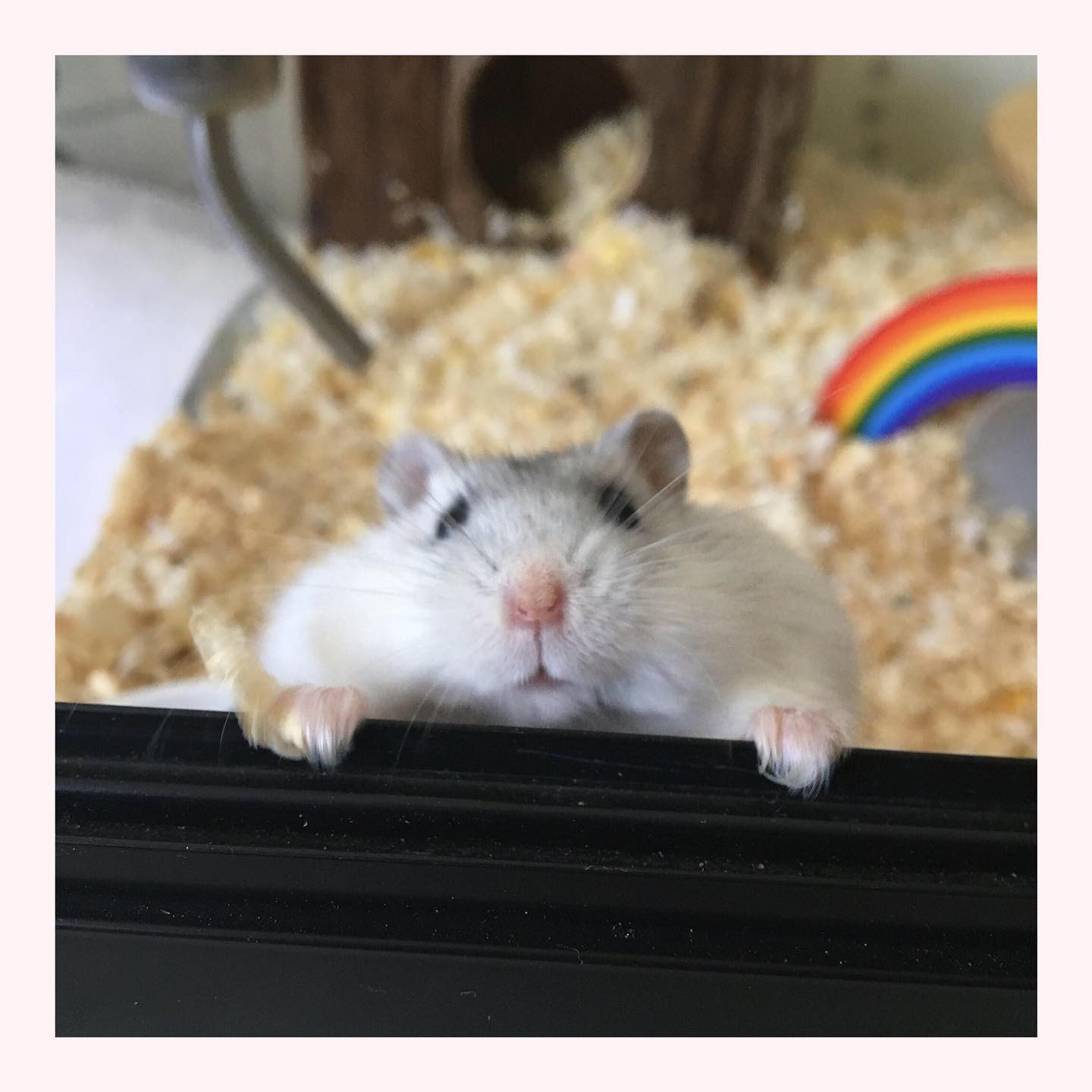 Cozy Crochet Dwarf Hamster Plushies Delight