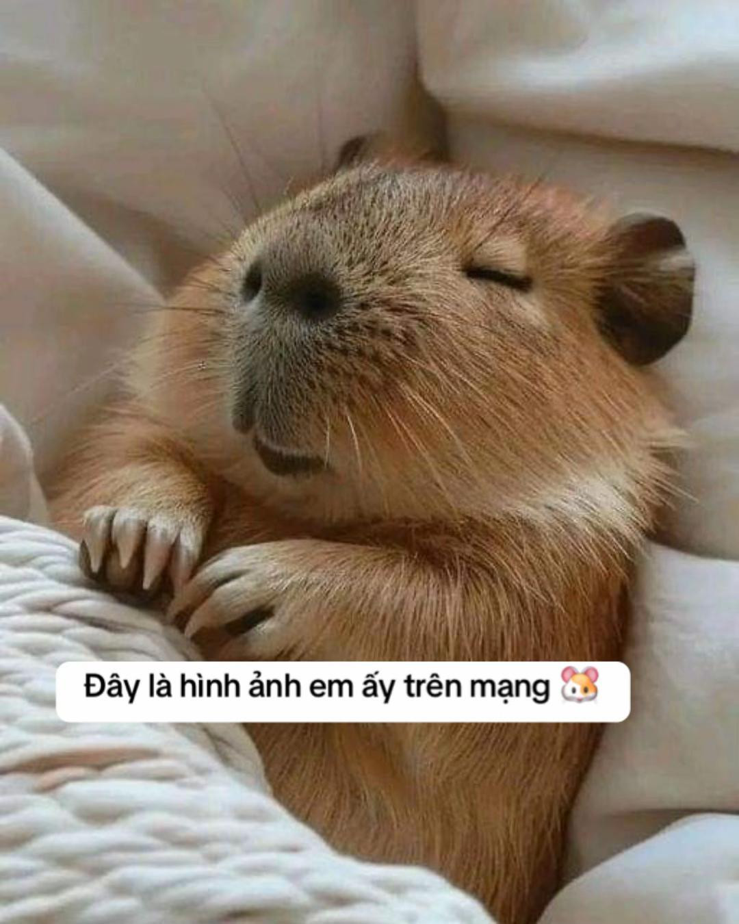 Chart móc len thú bông dễ thương cho người mới bắt đầu