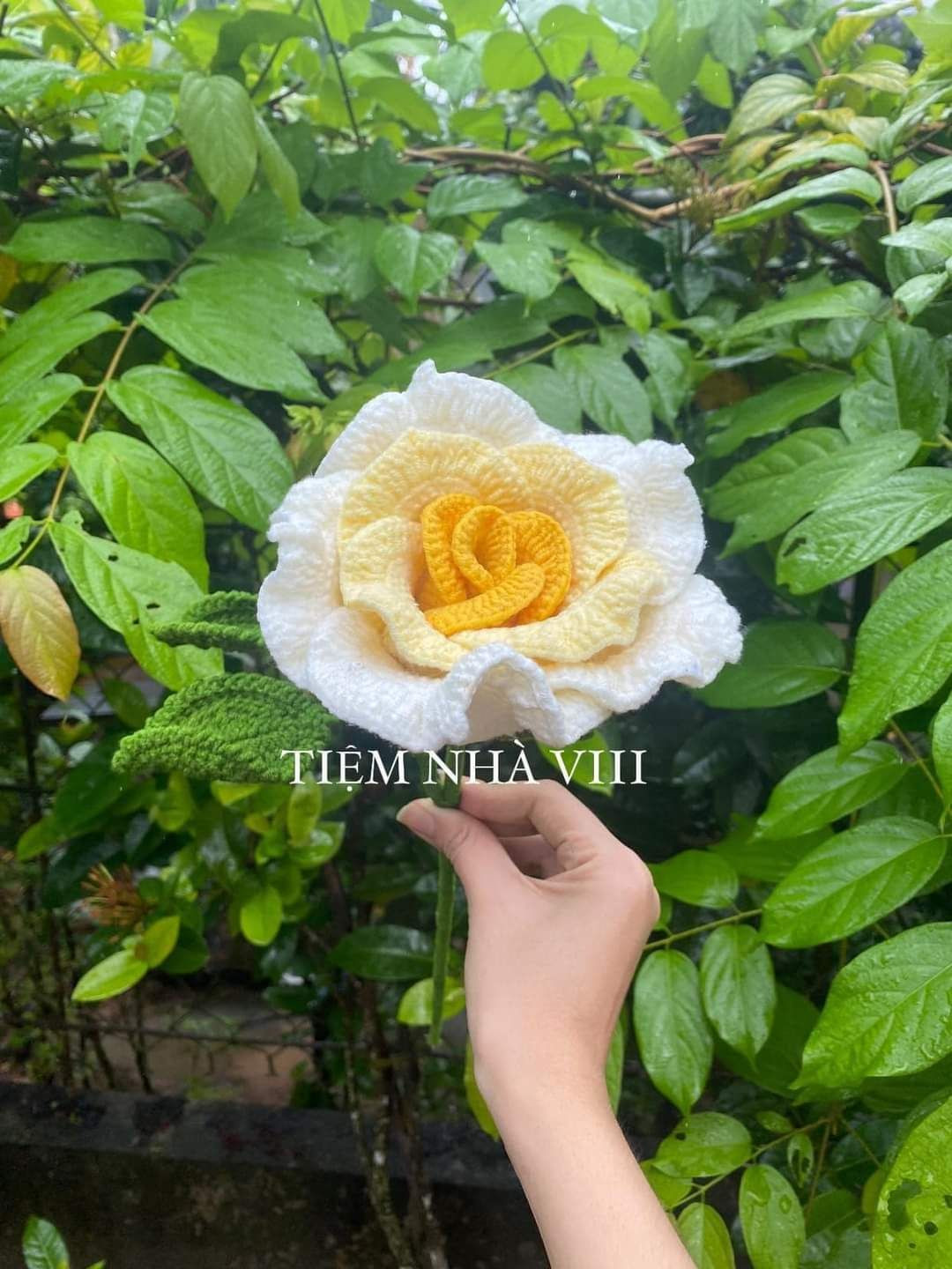 Chart hoa hồng ecuador chi tiết cho người mới bắt đầu