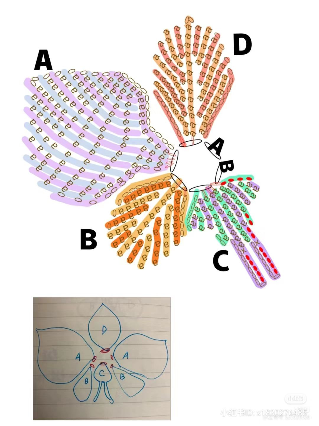 Beautiful Crocheted Butterfly Orchids for Home Decoration