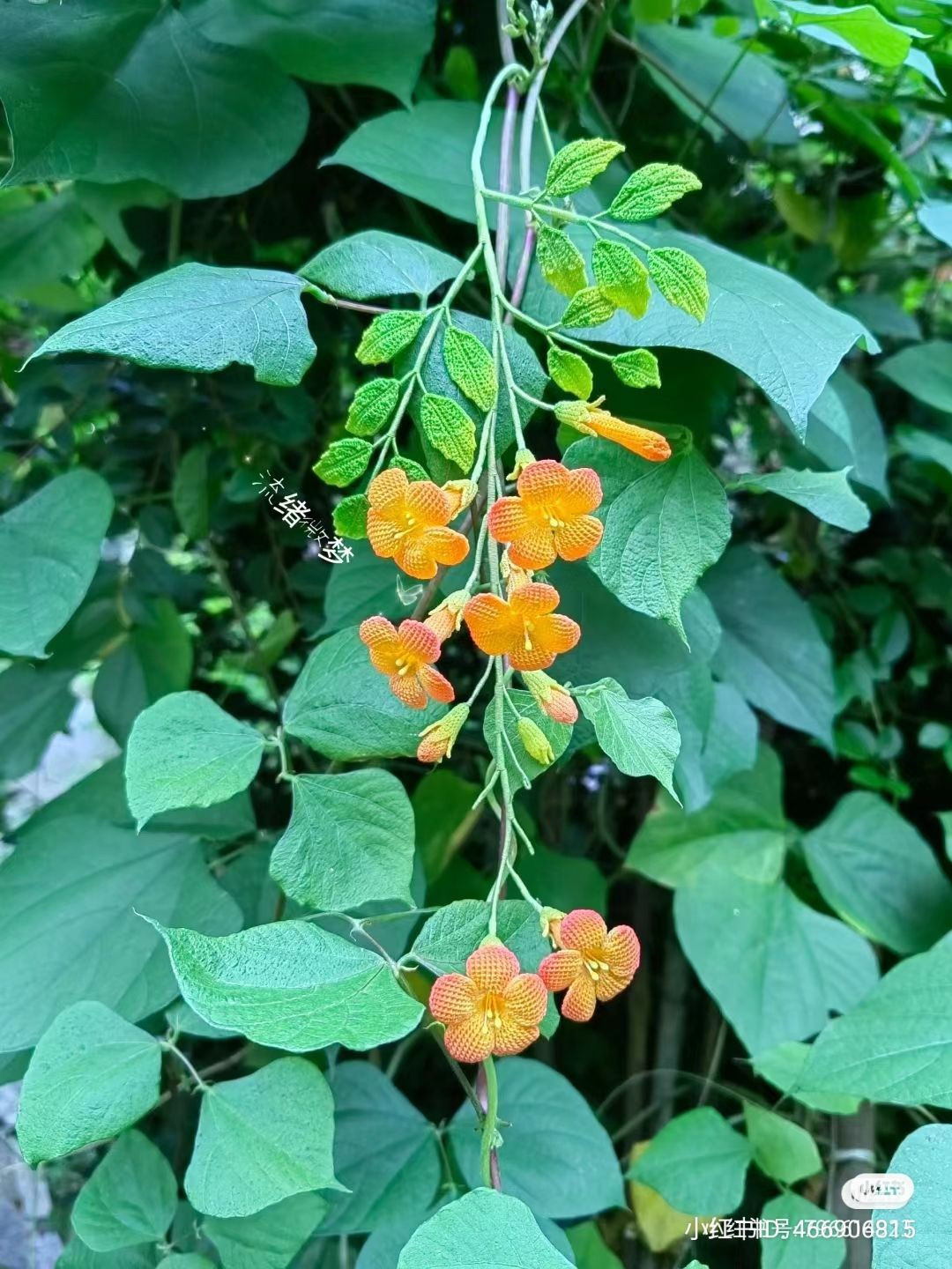 Crochet Jasmine Flowers with Leaves Pattern Tutorial