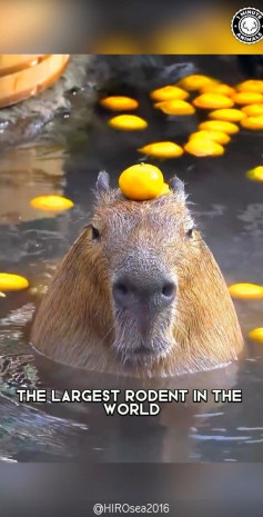 chart capybara