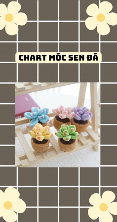 chart móc sen đá màu vàng, màu xanh, màu hồng,