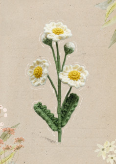 white daisy crochet pattern