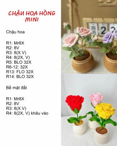 chậu hoa hồng mini