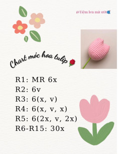 chart móc hoa tulip