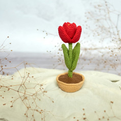 tulip in a pot