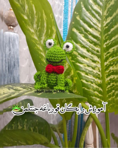 آموزش رایگان قورباغه جنتلمَن