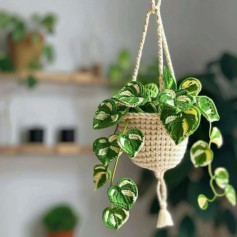 منظره‌ای زیبا از گیاه بافته شده آویز