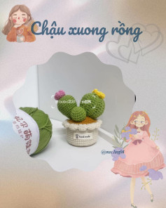 chậu xương rồng vàng có hoa