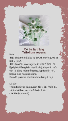 Chart móc cỏ ba lá trắng Trifolium repens