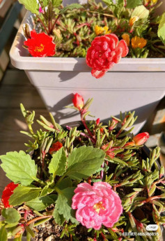 Crochet Pattern for Colorful Flower Blooms in a Garden Pot