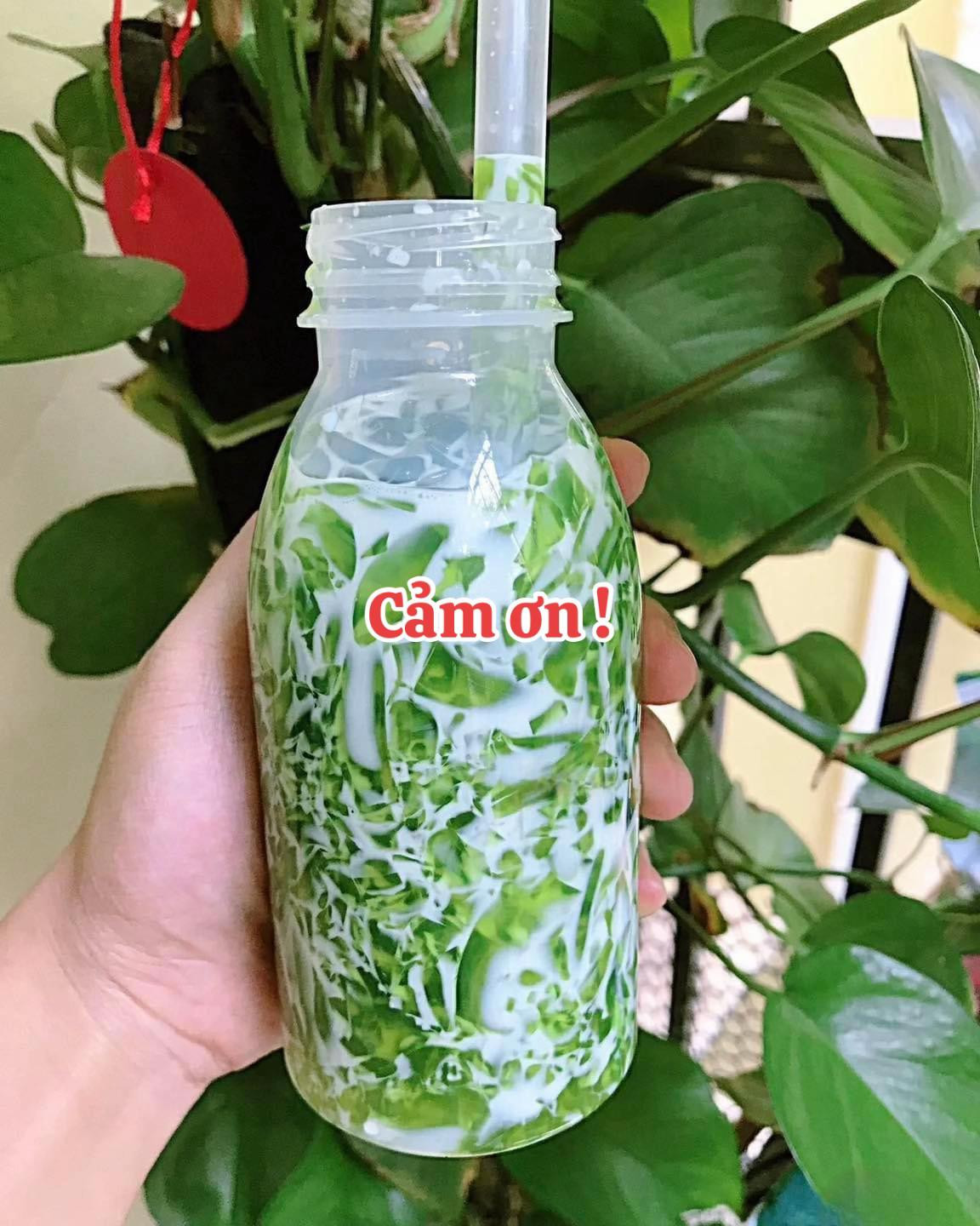 Cách làm thạch sữa lá dứa siêu ngon tại nhà với bột rau câu, nước cốt dừa và sữa tươi