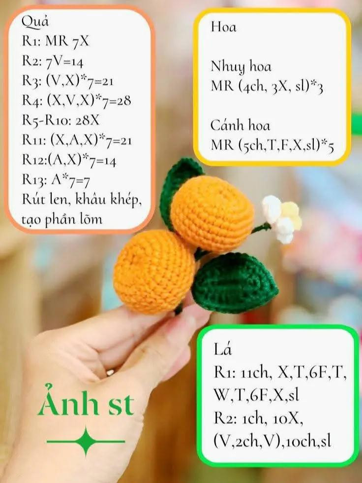 Chart móc cây cam quýt: Quả, lá và hoa