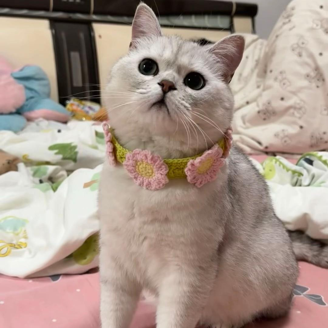 Chart vòng cổ thú cưng hoa cúc hồng vàng