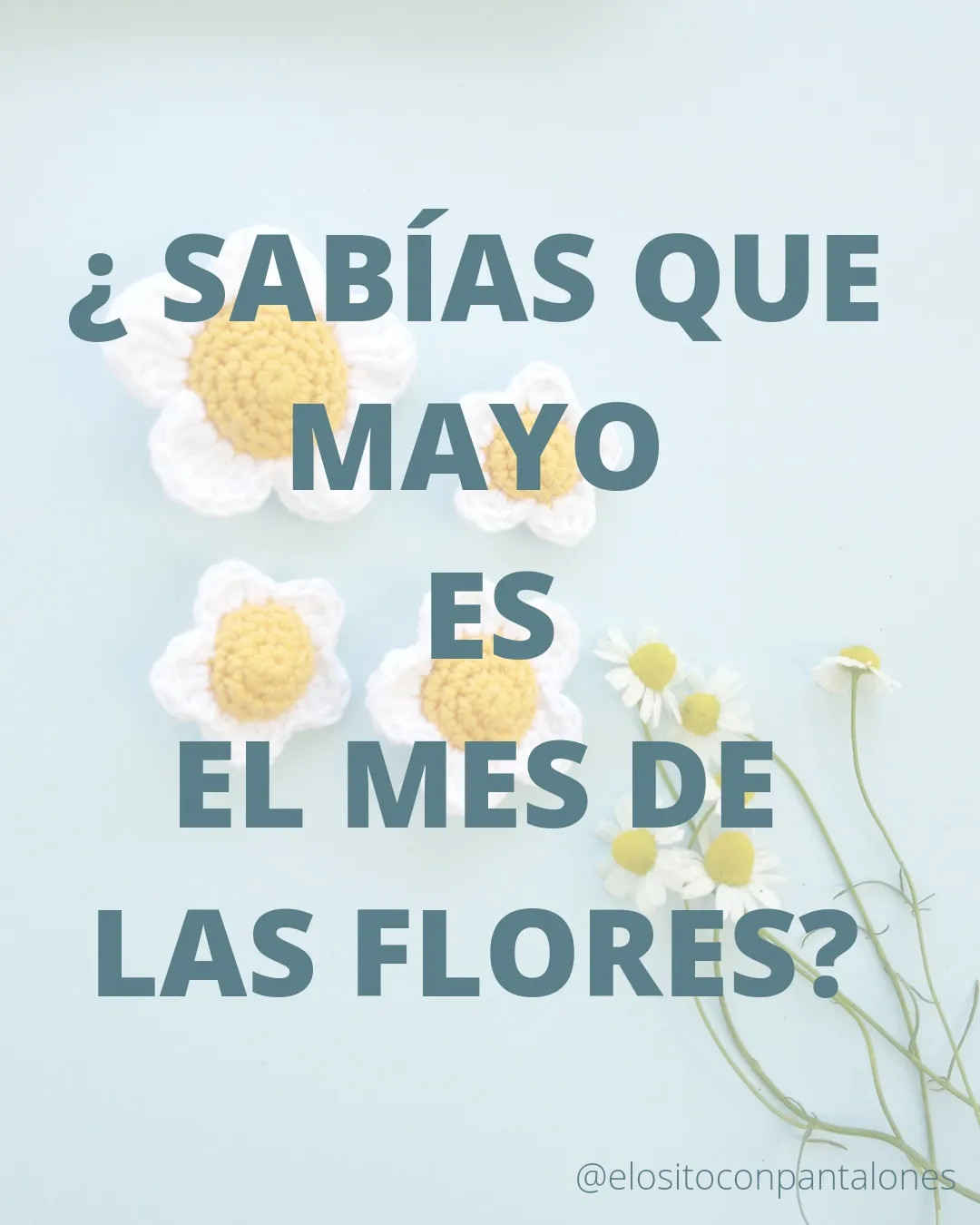 Flores de Margarita Móc Len: Blancas con Centro Amarillo