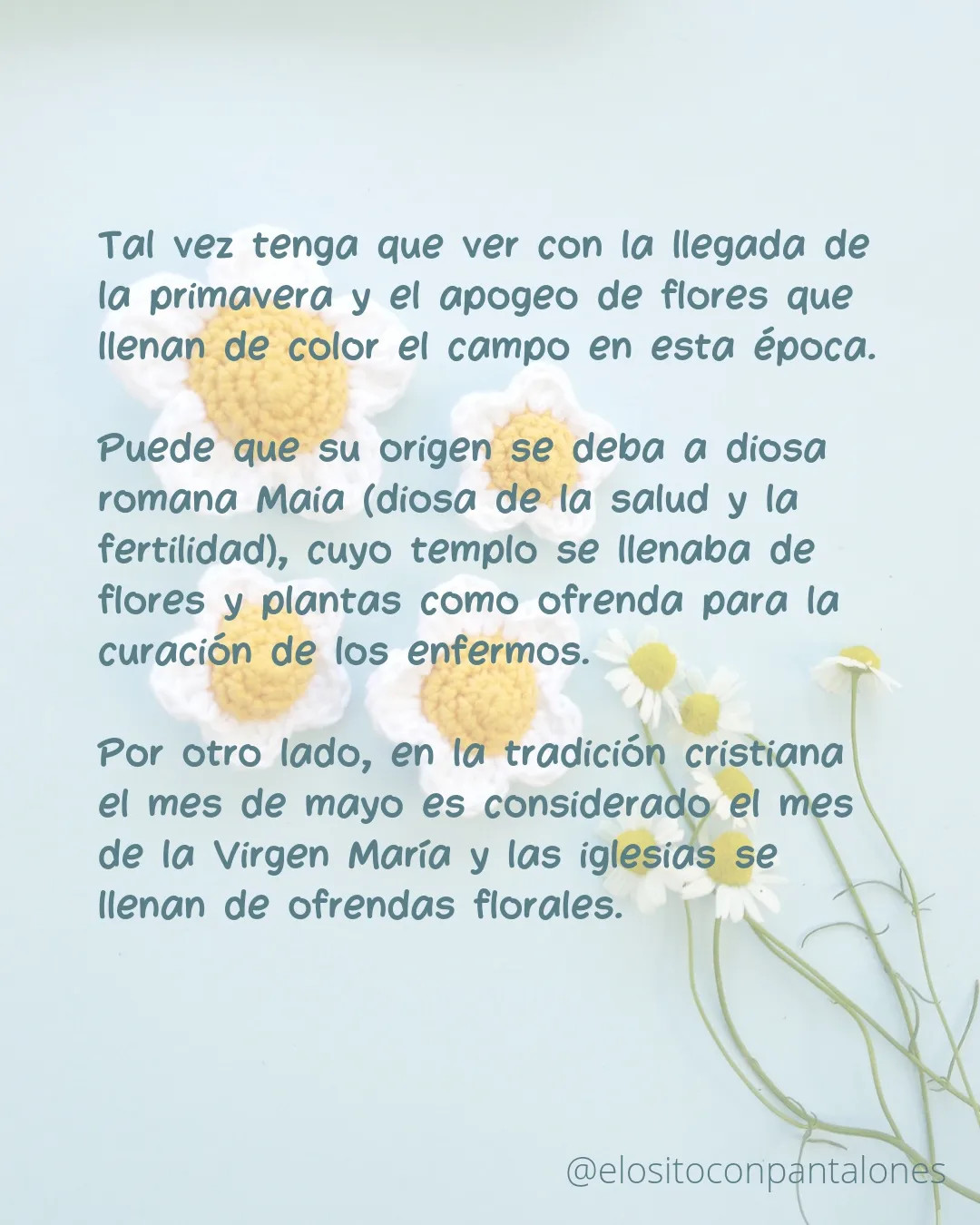Flores de Margarita Móc Len: Blancas con Centro Amarillo