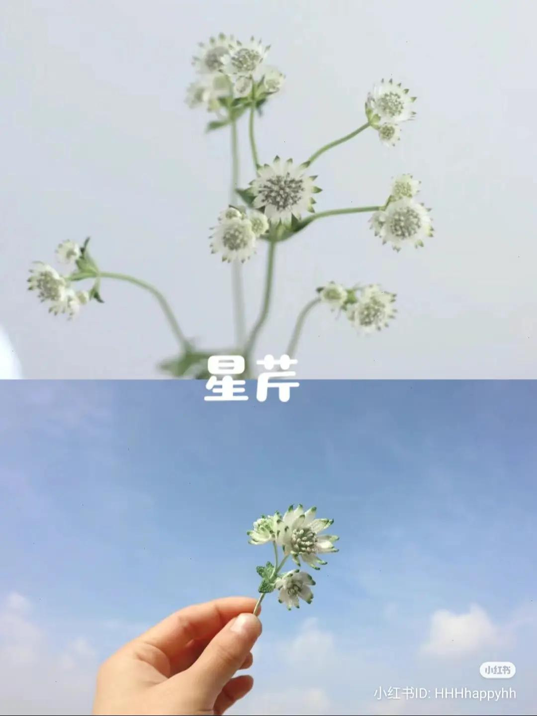 Handmade Crochet Astrantia Major Flower Pattern Chart with Handwritten Instructions and Symbols