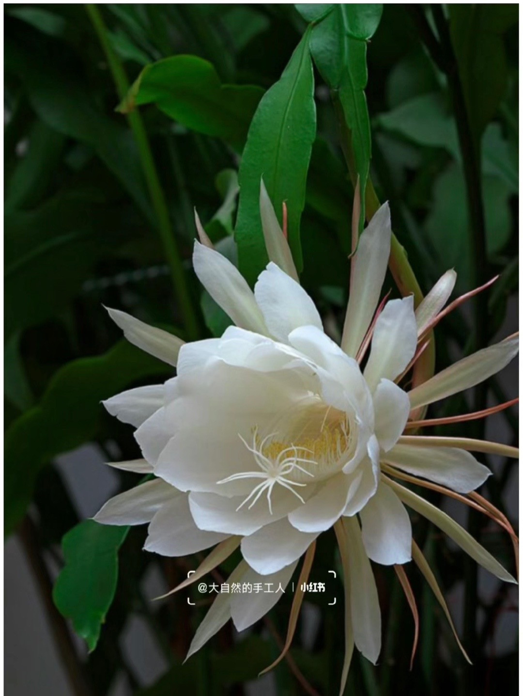 Handmade Crochet Epiphyllum Flower with Green Leaves