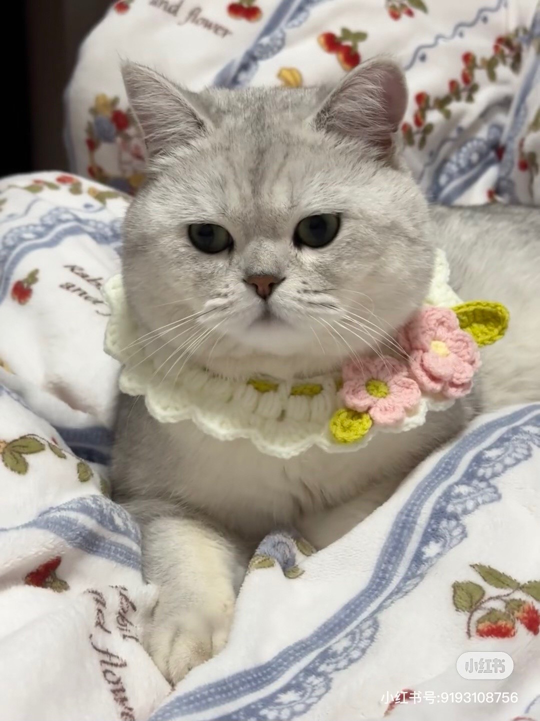 Hướng dẫn móc len cổ áo cho mèo hoa hồng