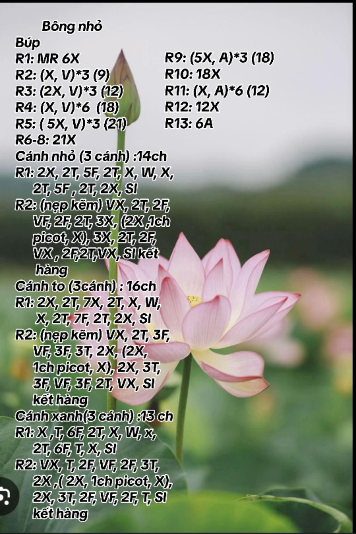 Hướng dẫn móc len hoa sen hồng và lá xanh chi tiết từng hàng