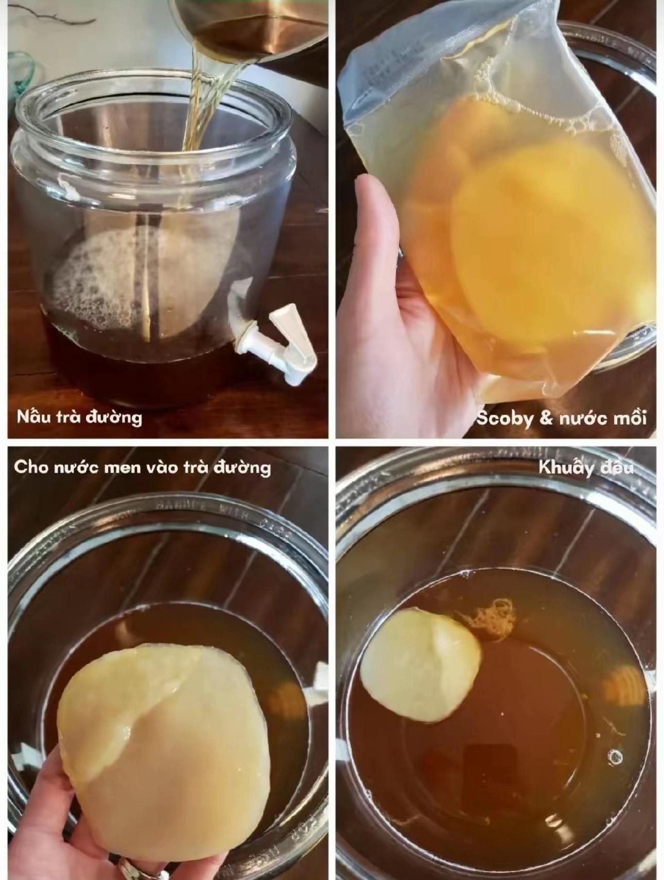 Hướng dẫn tự làm Kombucha tại nhà: Nấu trà đường, ủ men SCOBY và thêm trái cây