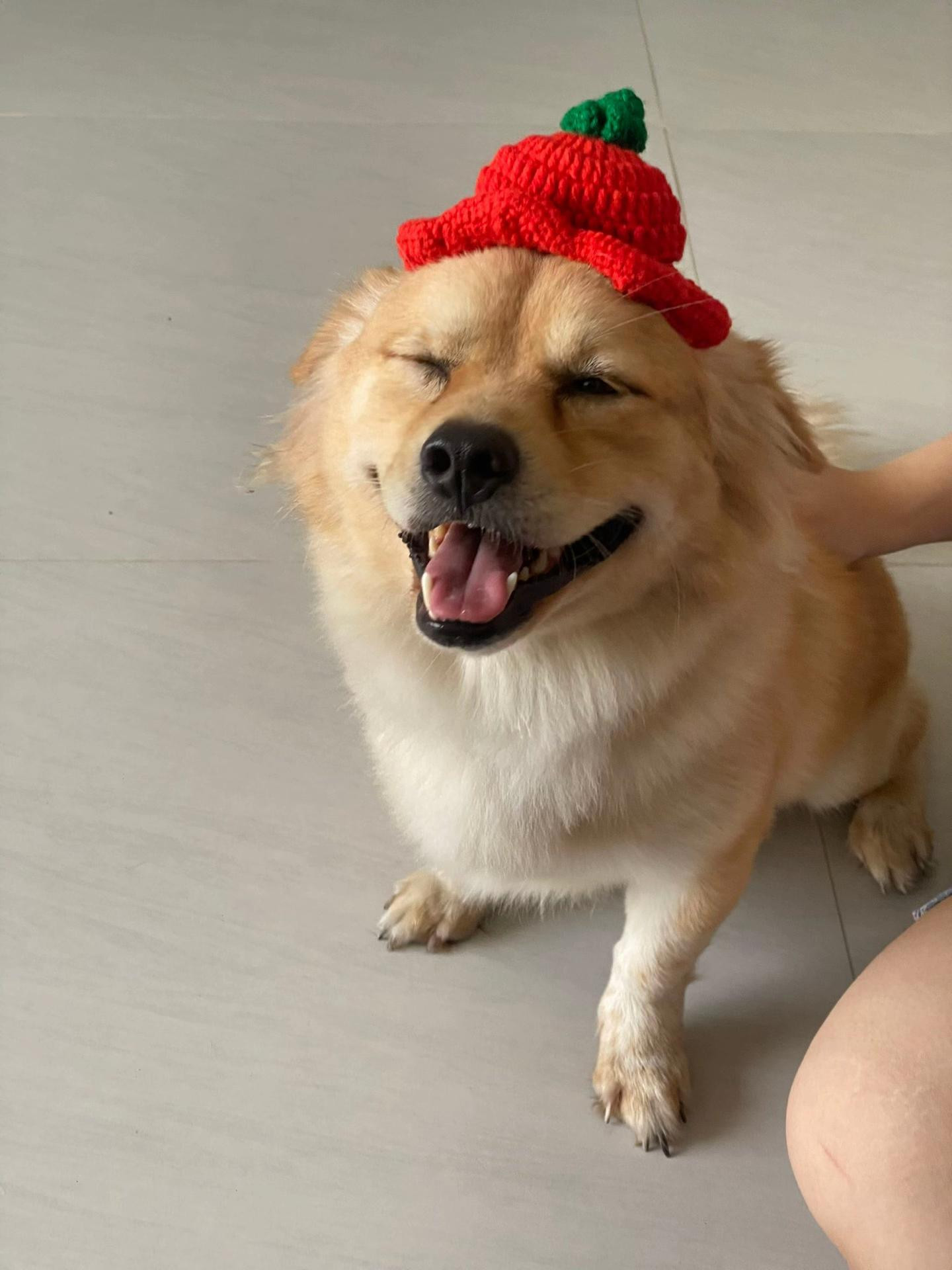 Tổng hợp chart móc len Kitty, Mèo, Nấm và mây dễ thương