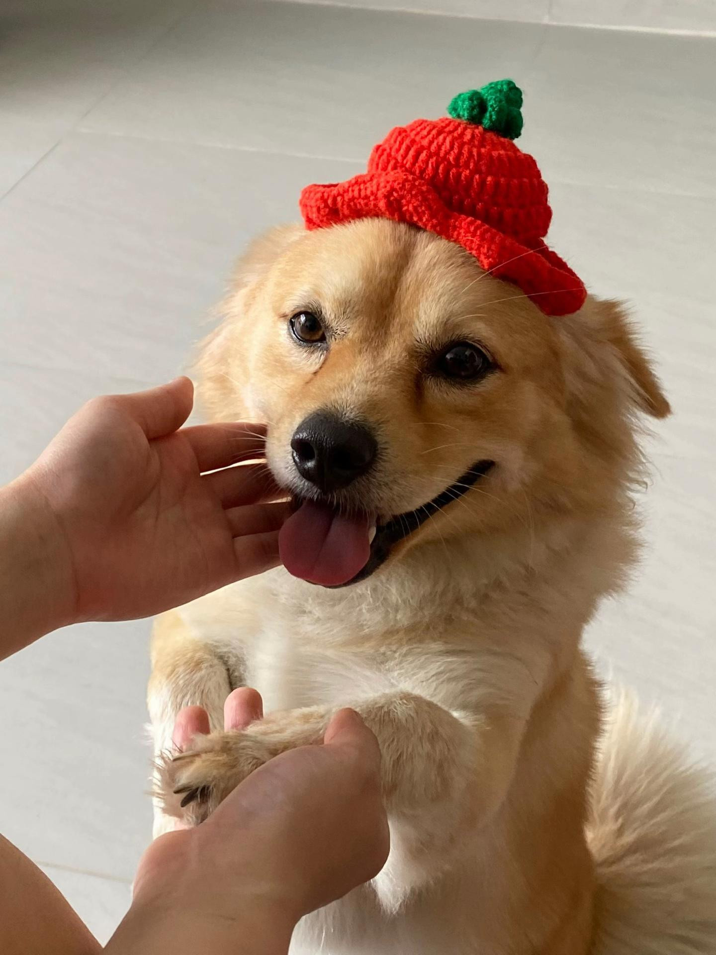 Tổng hợp chart móc len Kitty, Mèo, Nấm và mây dễ thương