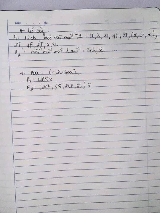 Tổng hợp chart móc len Mochi dễ thương: Hoa hướng dương, Gấu nhỏ và Trà sữa