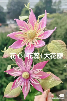 Crochet Clematis Flower and Leaves Flat Chart Pattern