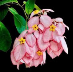 Hướng dẫn móc len hoa giấy màu đen